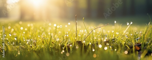 The landscape of green grass with dew in a forest with the focus on the setting sun. Soft focus