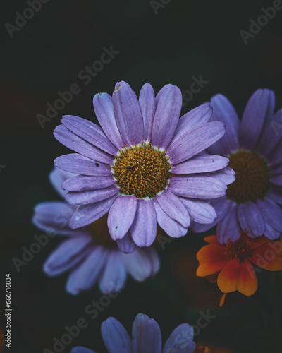 Velvet Flower Blossom Dark Moody. High quality photo