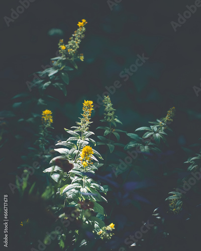 Flower Moody Green macro. High quality photo