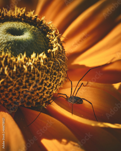Yellow Coneflower with a spider. High quality photo