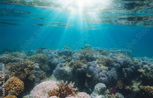 Fototapeta Naklejka Na Ścianę i Meble -  Underwater sunlight on a coral reef in the south Pacific ocean, natural scene, New Caledonia, Oceania