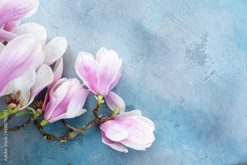 Spring magnolia flowers over gray background