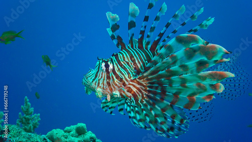 Common lionfish (Pterois volitans), Fish hunt and swim over a coral reef. Red Sea