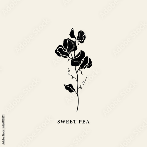 Flat vector sweet pea flower illustration