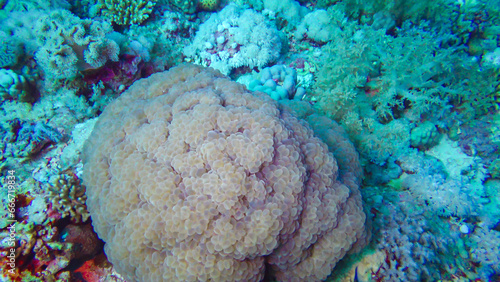 Brain coral catches plankton on a coral rif in the Red Sea. Marsa Alam