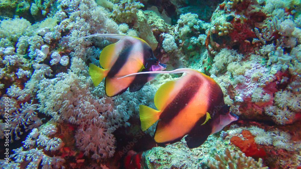 Fototapeta premium Fish of the Red Sea. Red Sea Bannerfish (Heniochus intermedius)
