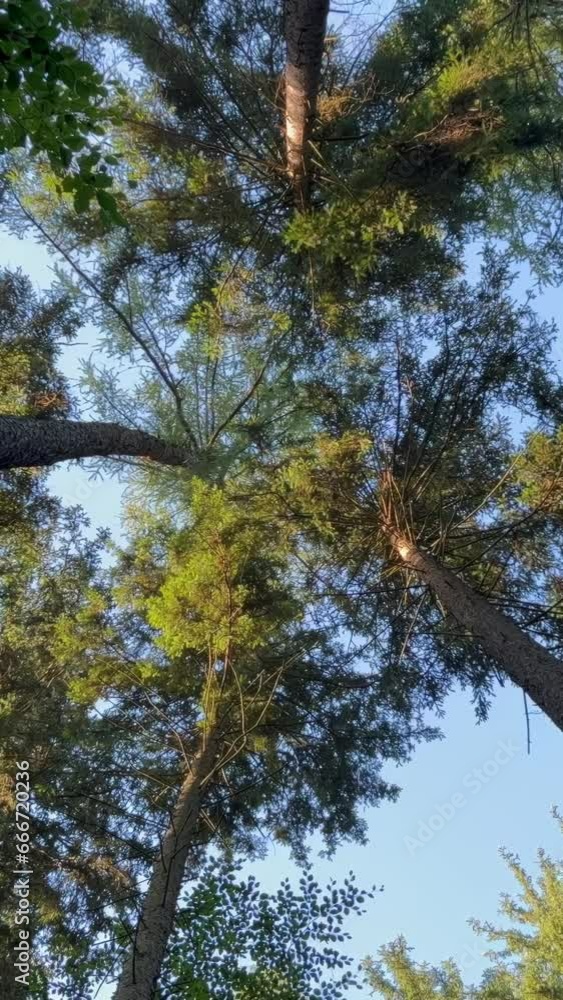 Tree trunks and tops against the sky, bottom view of a beautiful forest with trees and the sun. Vertical video. Tree trunks and tops against the sky, bottom view of a beautiful forest with trees and the sun. Vertical video.