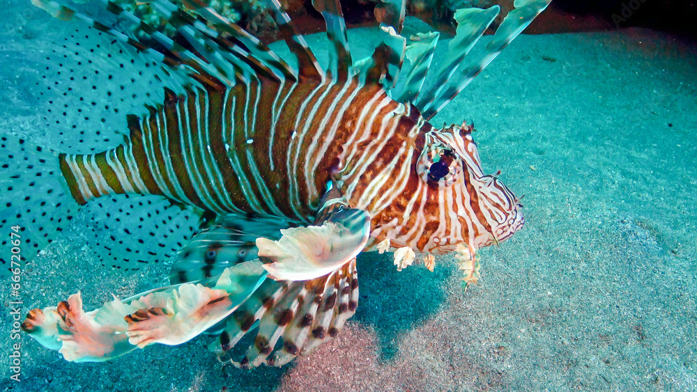 Common lionfish (Pterois volitans), Fish hunt and swim over a coral reef. Red Sea Common lionfish (Pterois volitans), Fish hunt and swim over a coral reef. Red Sea