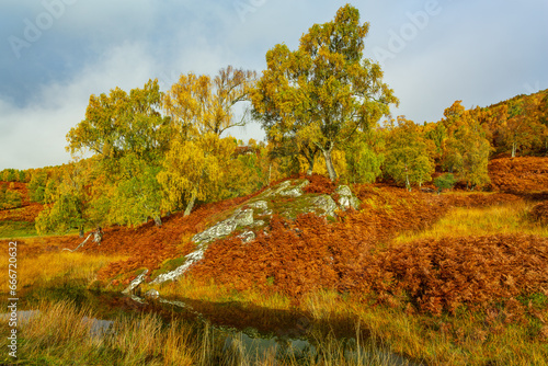 Glen Strathfarrar in Autumn.  A beautiful and remote Glen in the  Scottish Highlands with colourful Silver Birch trees and golden bracken and grasses.  Hoirzontal and space for copy. photo