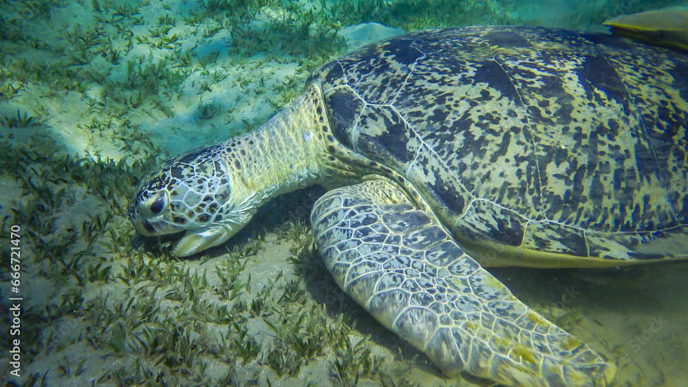 Fototapeta premium Green sea turtle (Chelonia mydas) eating seaweed on the seabed