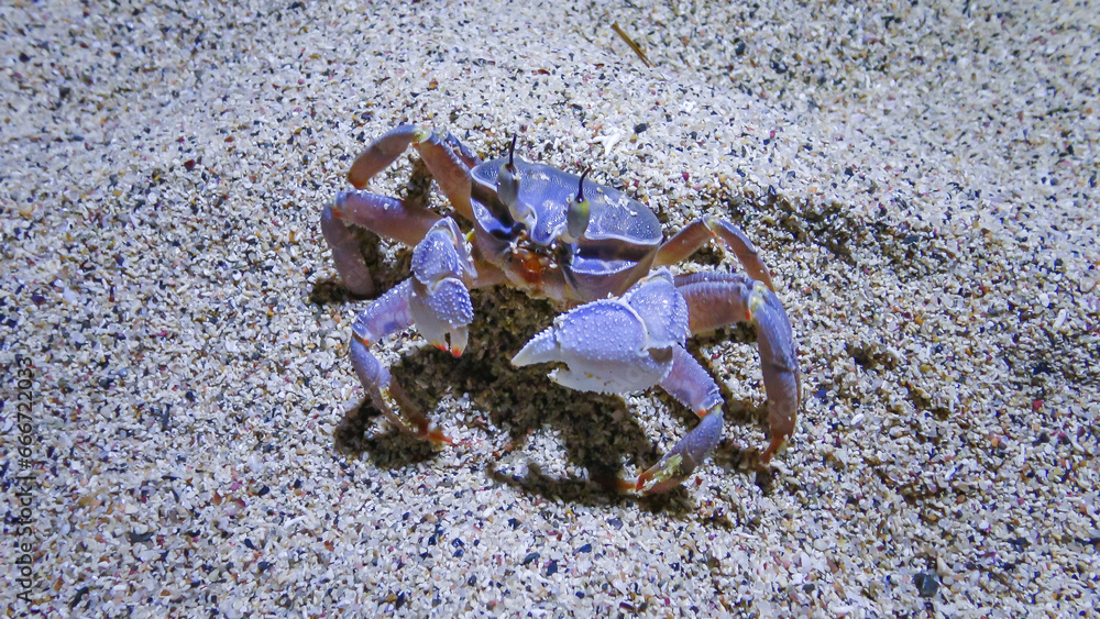 Red Sea ghost crab (Ocypode saratan), crab runs along the sand, burrows in the sand Red Sea ghost crab (Ocypode saratan), crab runs along the sand, burrows in the sand