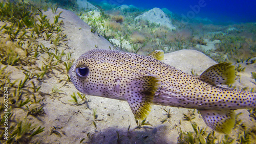 Porcupinefish, Diodon hystrix - swims in the afternoon over a sandy bottom near a coral reef