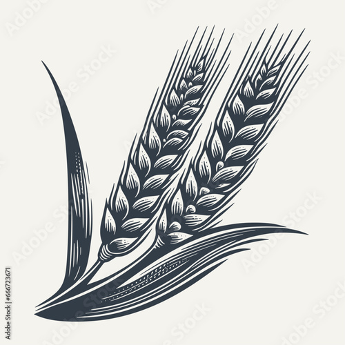 Wheat ears. Vintage woodcut engraving style hand drawn vector illustration.