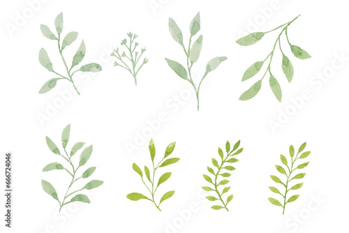 Assortment of watercolor leaves illustration set - green leaf branches collection for wedding  greetings  stationary  wallpapers  fashion  background. olive  green leaves  Eucalyptus etc