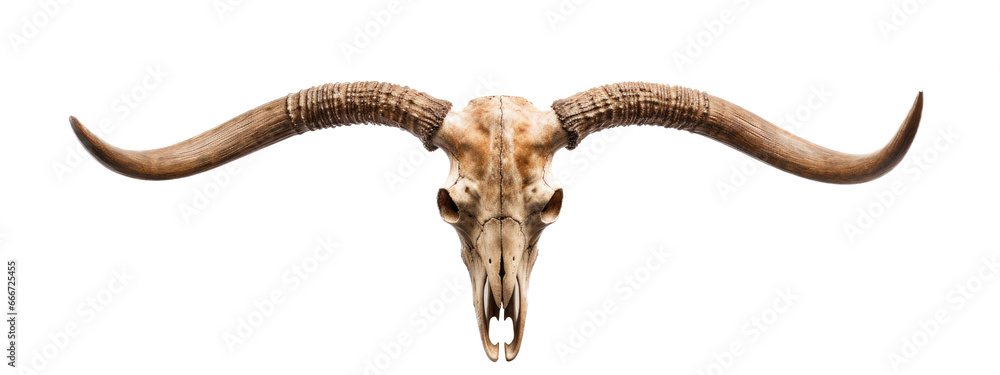 Obraz premium a Longhorn bull skull with horns, a front view in an isolated and transparent PNG in a Cattle-themed, photorealistic illustration. Generative ai
