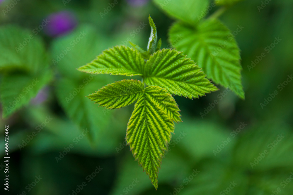 Young juicy raspberry leaves in the garden. Close-up from above Young juicy raspberry leaves in the garden. Close-up from above