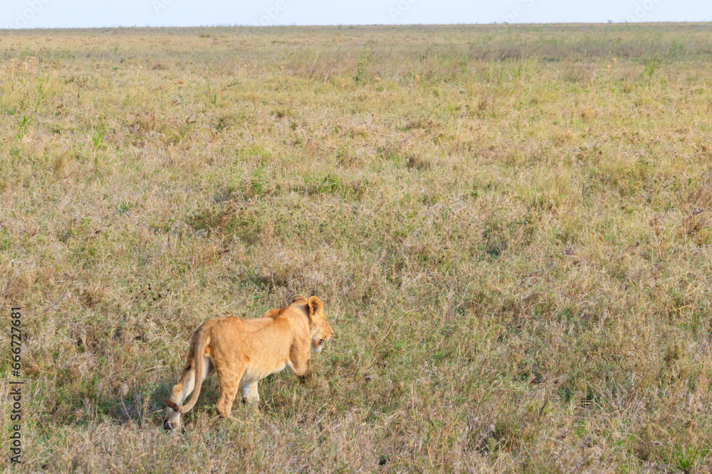 Lion cub (Panthera leo) walking in savannah in Serengeti national park, Tanzania Lion cub (Panthera leo) walking in savannah in Serengeti national park, Tanzania
