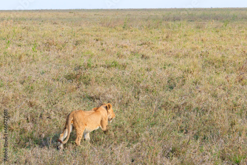 Lion cub  Panthera leo  walking in savannah in Serengeti national park  Tanzania