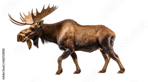 a bull moose walking in an isolated and transparent PNG in a Wildlife-themed  photorealistic illustration. Generative ai
