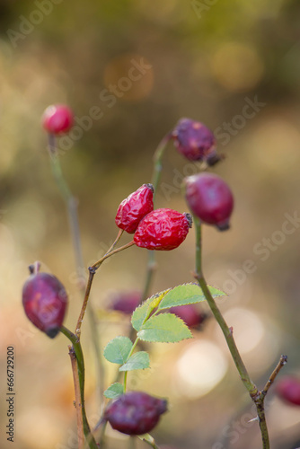 Dog-rose fruit. Ripe rose hips on a branch. Dry wrinkled rose hips. Harvesting rose hips.