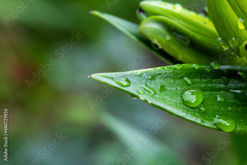 Beautiful large morning dew drops in nature, selective focus. Drops of clean transparent water on the leaves. Image in green tones. Natural fresh background. Close-up.
