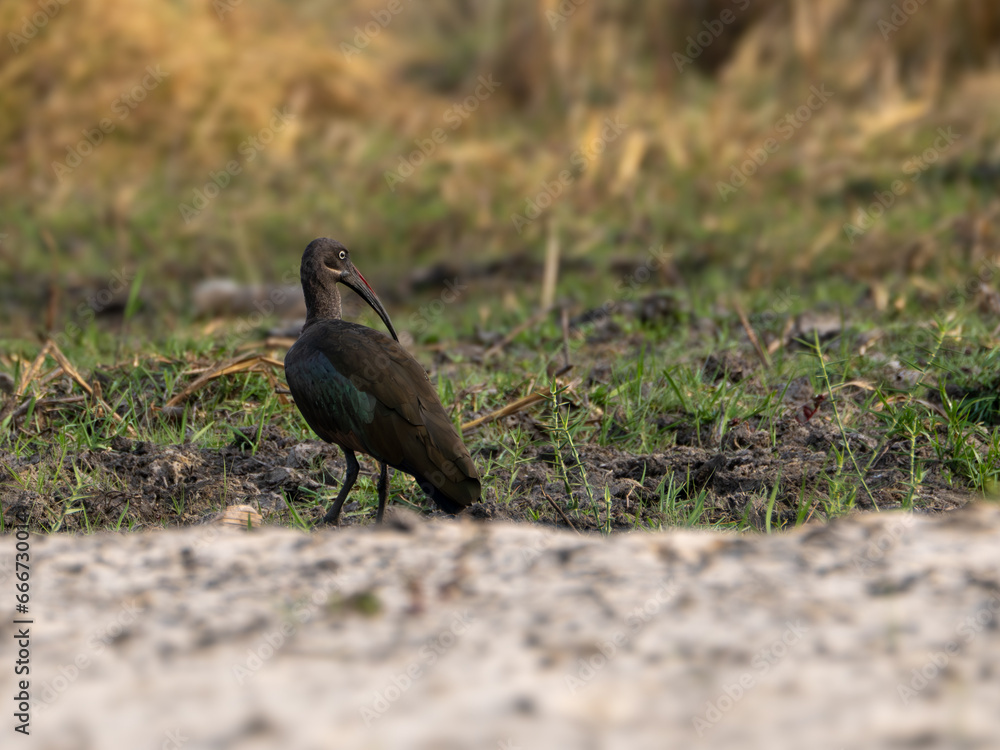 Fototapeta premium Sichler