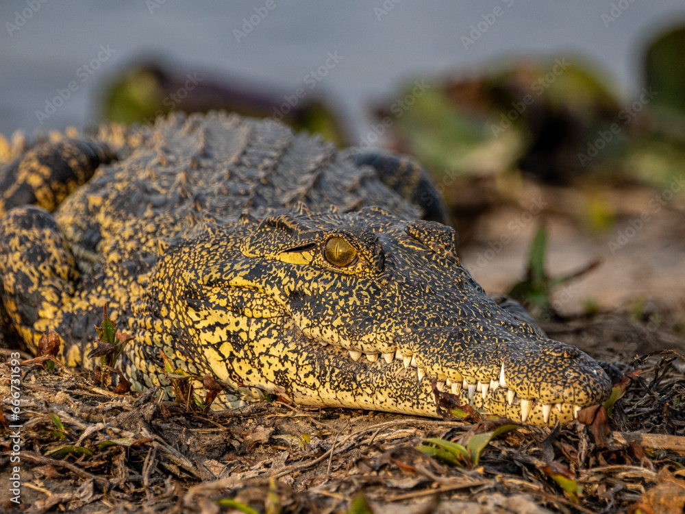 Fototapeta premium Krokodil