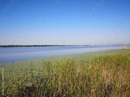 reeds on the estuary  landscape  clear blue sky