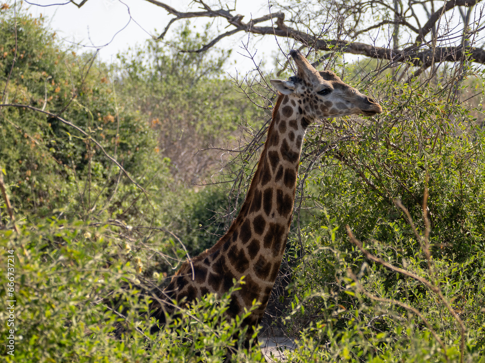 Obraz premium Giraffe
