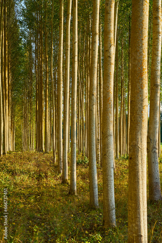 Trees in forest as a natural background.