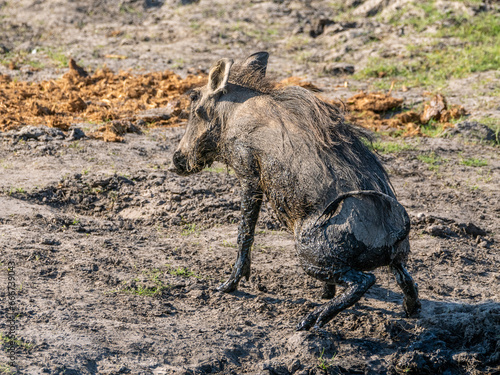 Warzenschwein photo