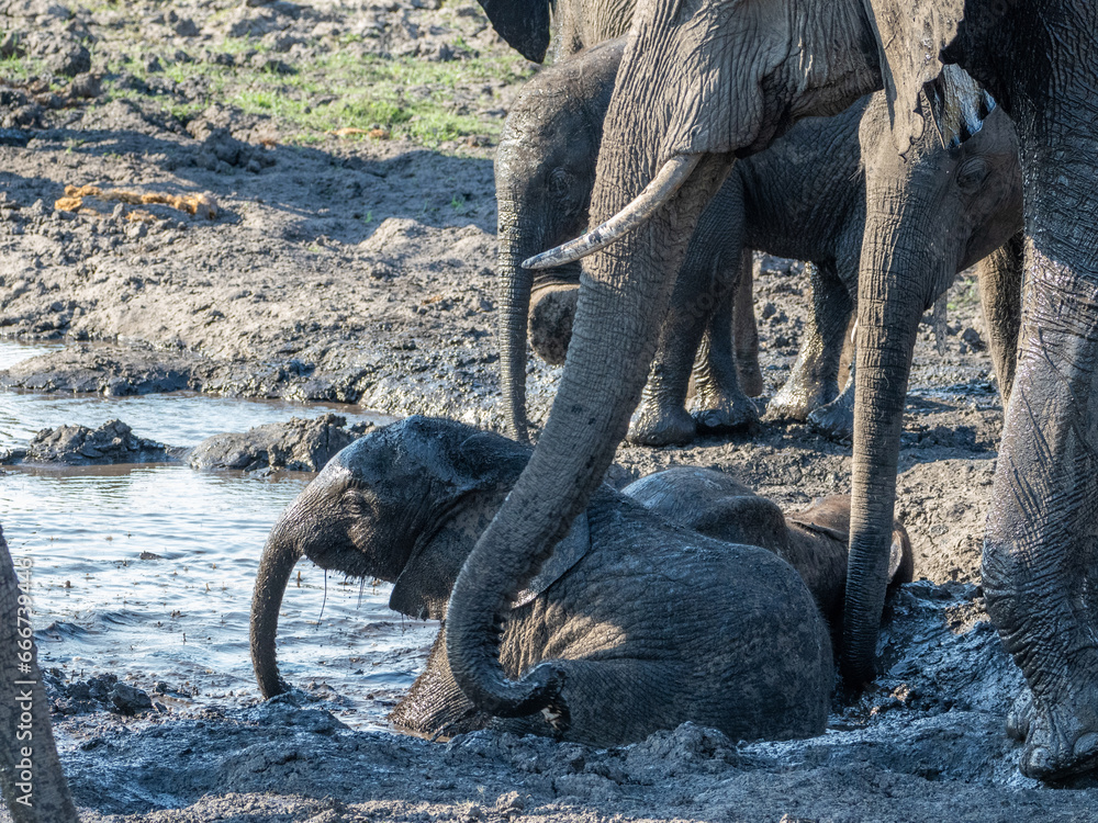 Fototapeta premium Elefant