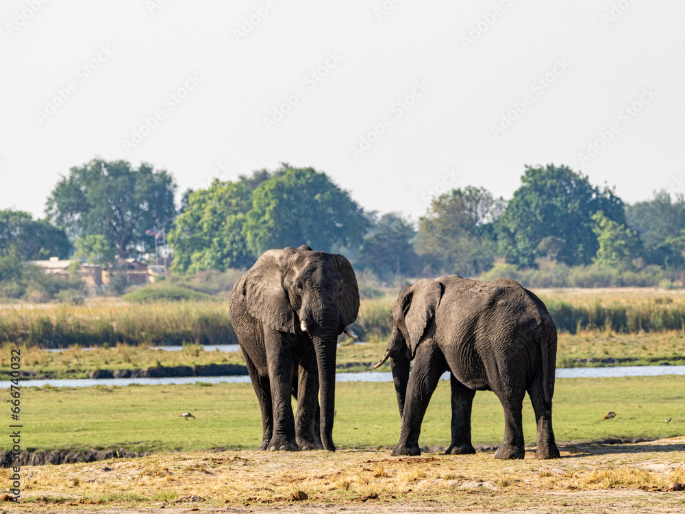 Obraz premium Elefant