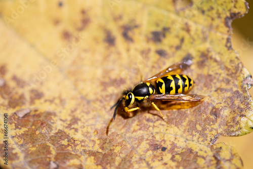 A wasp sits on a dry fall grape leaf eating grapes for sugar and liquid fall picture.  © Paul