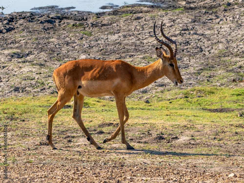 Fototapeta premium Impala
