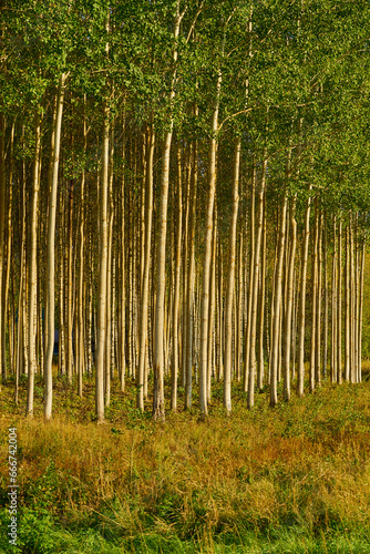 Trees in forest as a natural background.