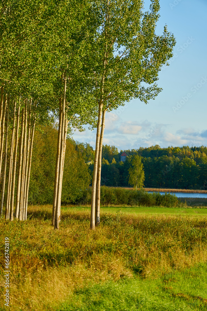 Fototapeta premium Edge of deciduous forest with river on background.