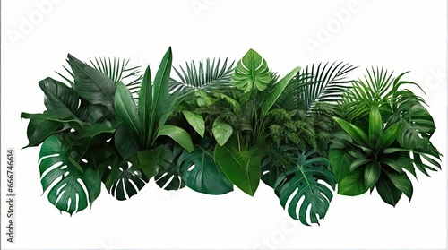  A Showcase of Lush Greenery - Monstera  Palm  Rubber Plant  Pine  Bird s Nest Fern - Isolated on White with Clipping Path for Design Versatility.