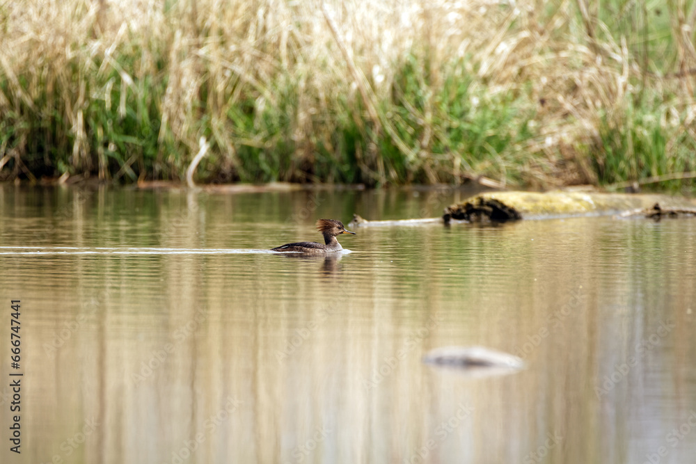 A female Hooded Merganser floats on the waters in Carney Marsh, IA. A female Hooded Merganser floats on the waters in Carney Marsh, IA.