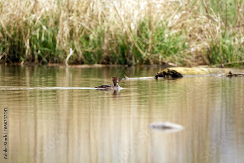 A female Hooded Merganser floats on the waters in Carney Marsh, IA.