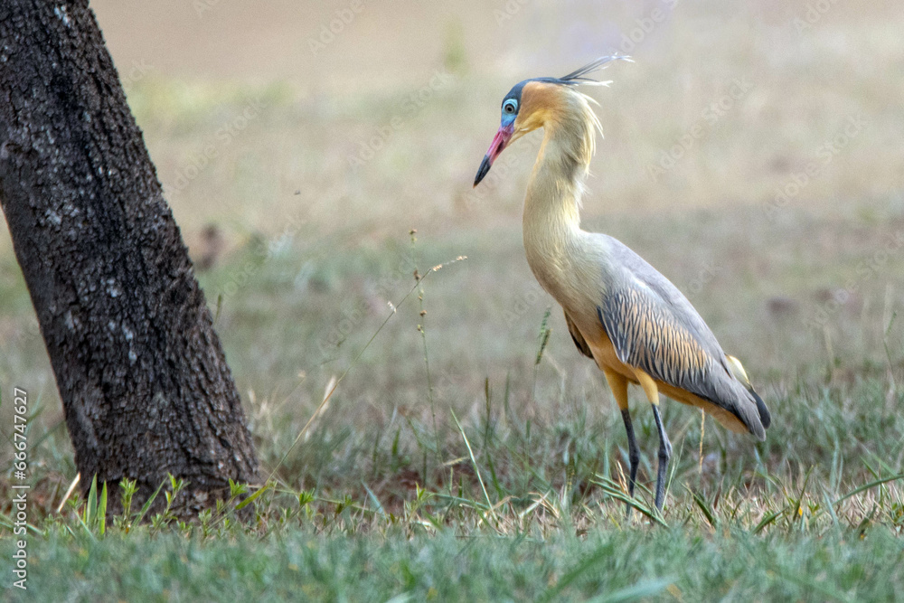 Fototapeta premium A Whistling Heron also know as Maria Faceira hunting insects in a plowed field. Species Syrigma sibilatrix. Animal world. Bird lover. Birdwatching. Birding.