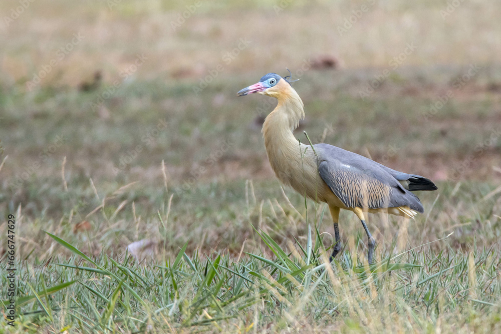 A Whistling Heron also know as Maria Faceira hunting insects in a plowed field. Species Syrigma sibilatrix. Animal world. Bird lover. Birdwatching. Birding.