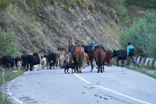 Numerous herds of cows under the supervision of a cattle driver and guarded by dogs are returning from pasture to the farm along a mountain highway. Emergency situation on the road.