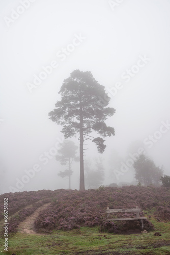 Stunning foggy forest late ...