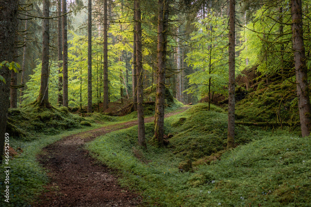 Obraz premium foresta del cansiglio - treviso