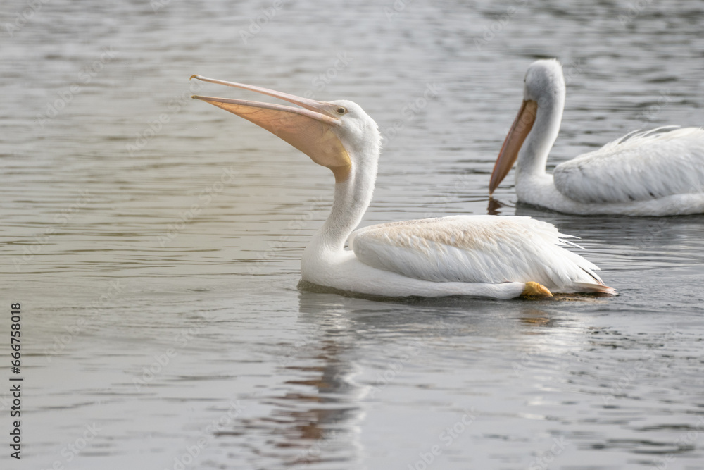 Large white pelicans swimming in the coast estuary eating a mouthful of fish along with its reflection Large white pelicans swimming in the coast estuary eating a mouthful of fish along with its reflection