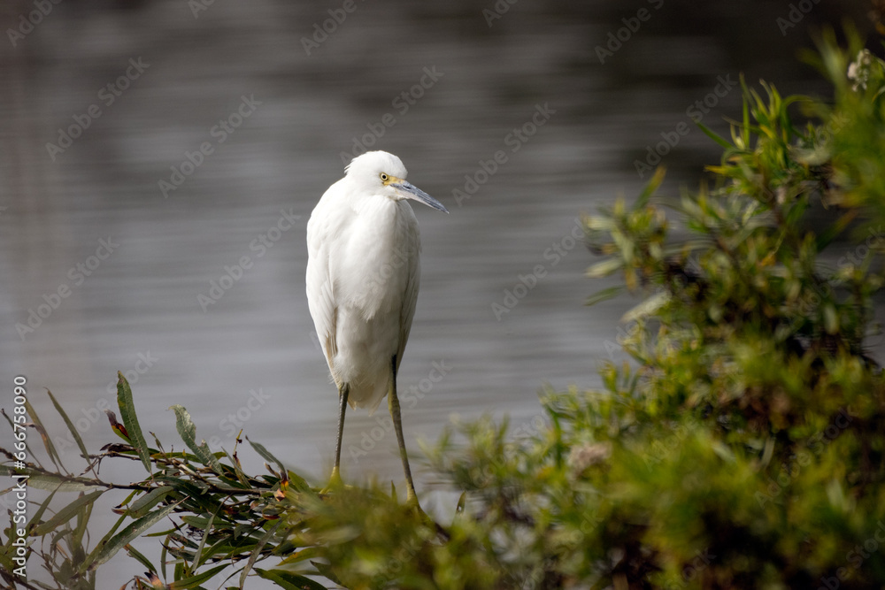 Obraz premium Snowy White Egret is perched on the shore of the pond lagoon alert to any potential danger