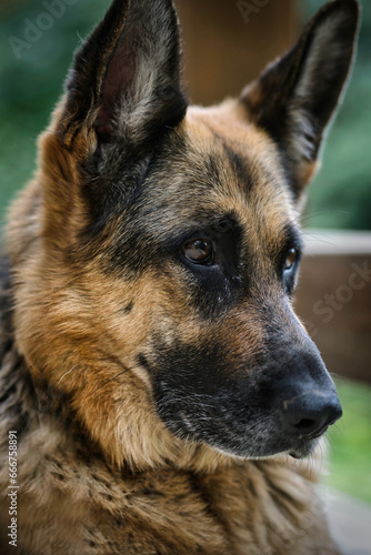 hangdog look  German shepherd dog 