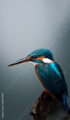 Common Kingfisher