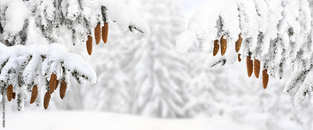 Branches with cones of christmas tree ( spruce ) covered of snow in winter on blur white snow forest background with space for text - obrazy, fototapety, plakaty 